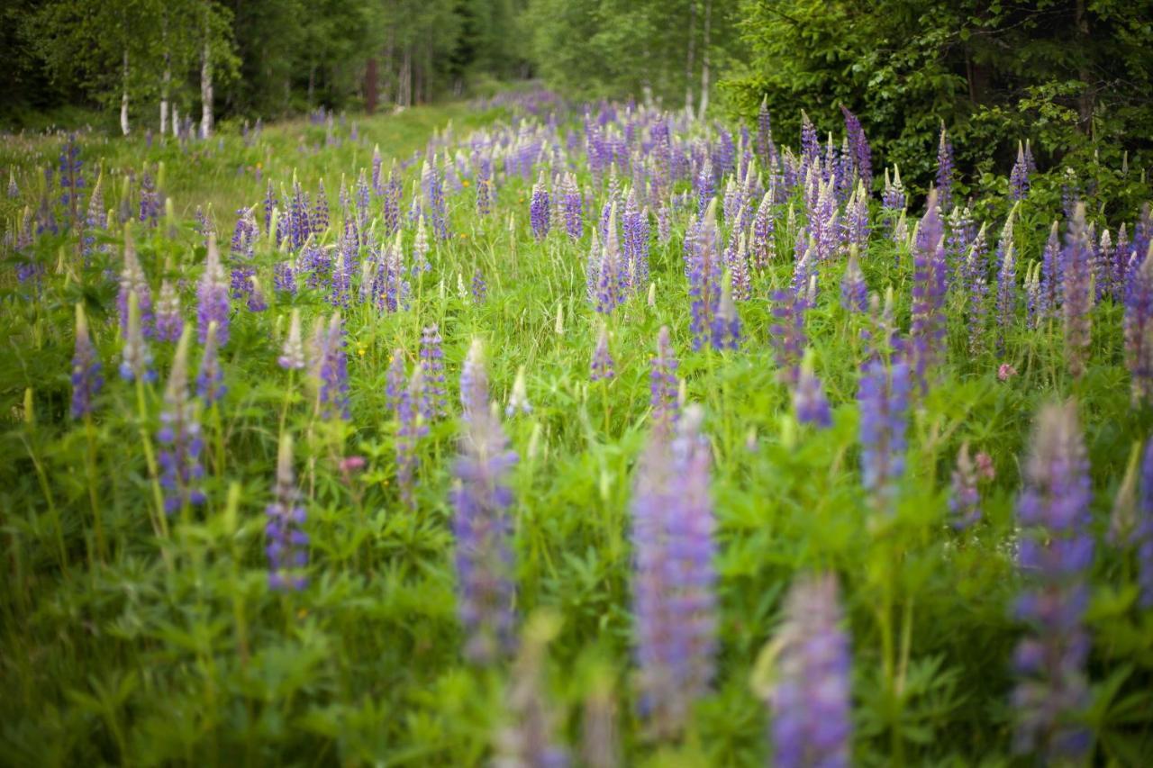 Penzion Horska Kvilda Buitenkant foto